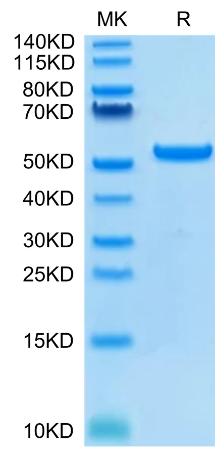 HLAG-HP004 Bis-Tris-PAGE-white result