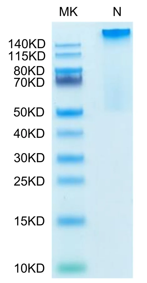 HLAG-HP005 Bis-Tris-PAGE-white result