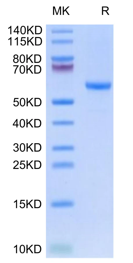 HLAG-HP007 Bis-Tris-PAGE-white result