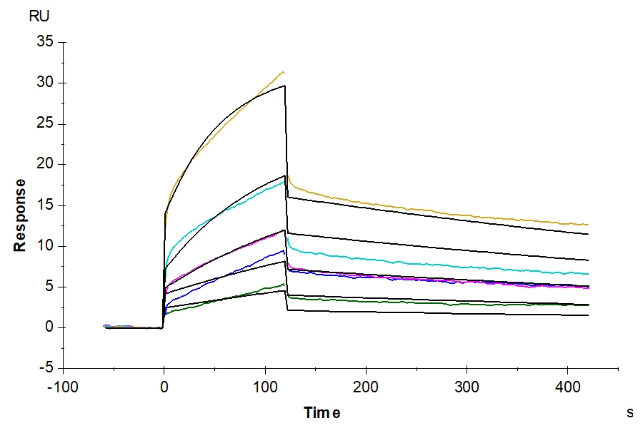 HLAG-HP007 SPR result