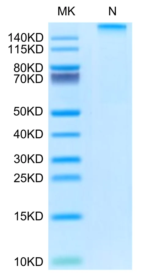 HLAG-HP008 Bis-Tris-PAGE-white result