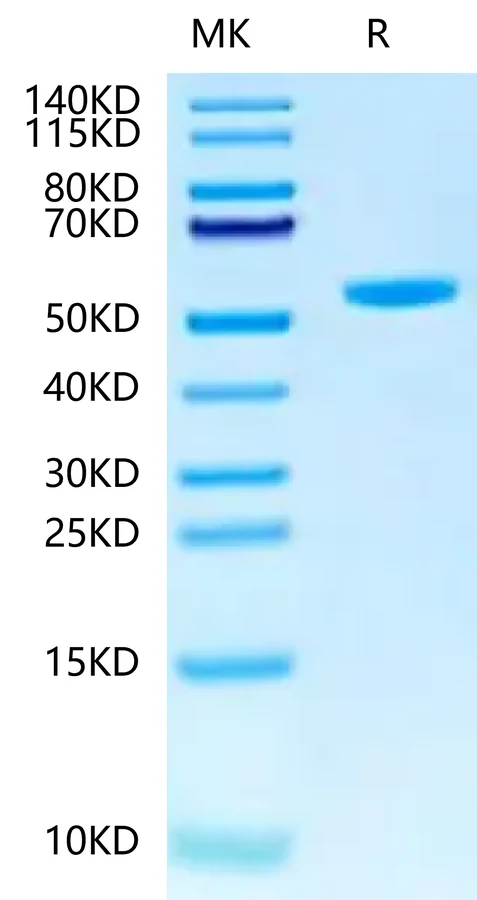 HLAG-HP010 Bis-Tris-PAGE-white result