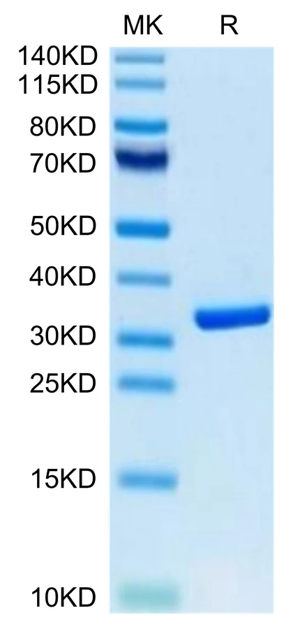 HMGB1-HB001 Bis-Tris-PAGE-white result
