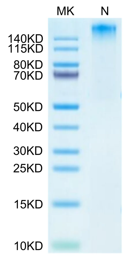 HPV16E6-HP002 Bis-Tris-PAGE-white result