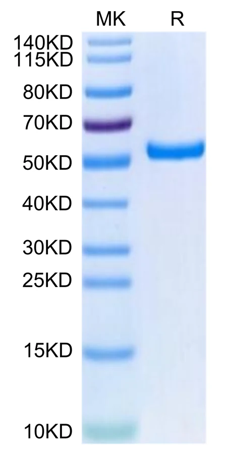 HPV16E7-HB001 Bis-Tris-PAGE-white result
