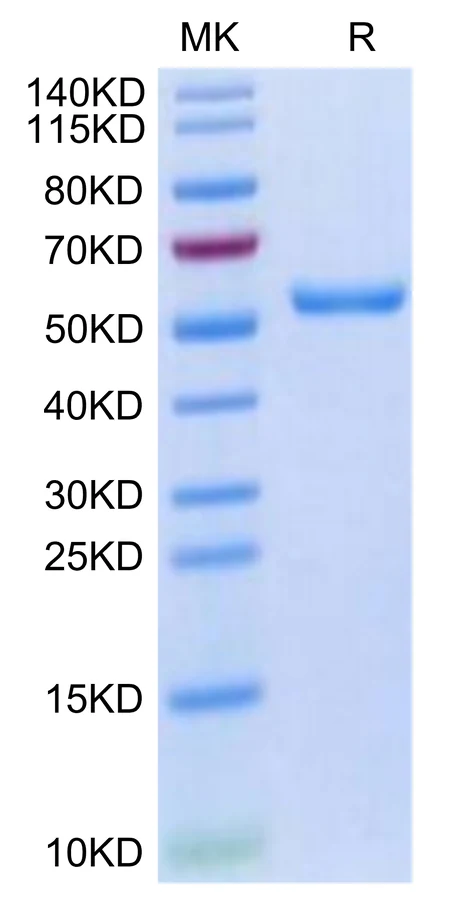 HPV16E7-HP001 Bis-Tris-PAGE-white result