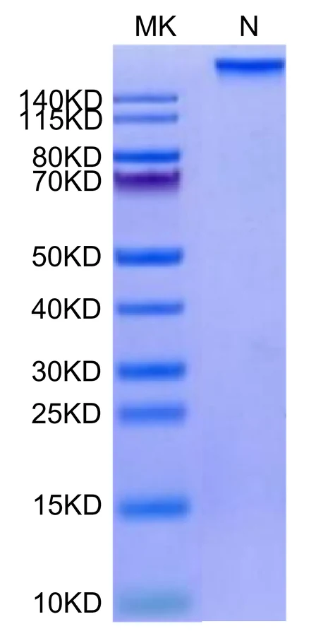 HPV16E7-HP002 Bis-Tris-PAGE-white result
