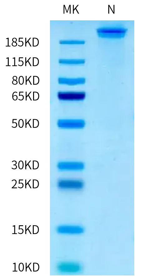 HPV16E7-HP005 Bis-Tris-PAGE-white result