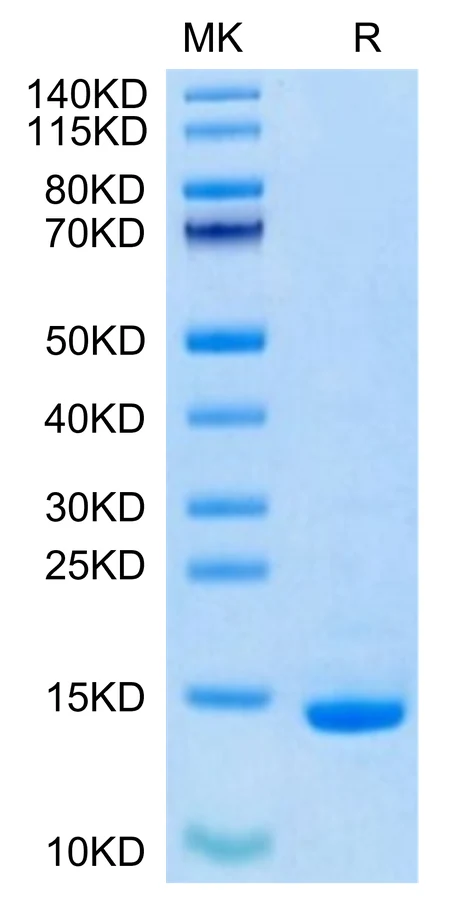 HSPE1-HB001 Bis-Tris-PAGE-white result