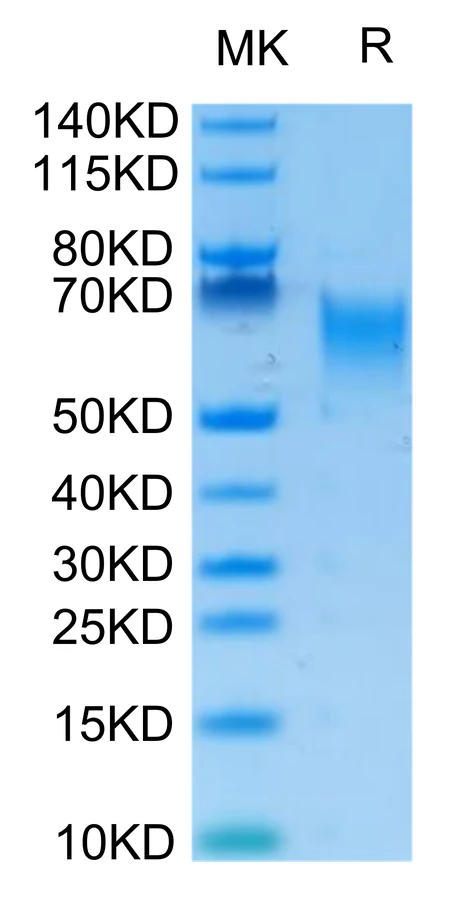 ICOSLG-HB001 Bis-Tris-PAGE-white result