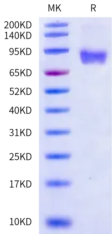 ICOSLG-HF001 Bis-Tris-PAGE-white result