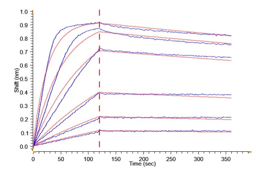 IFN-CB001 BLI result