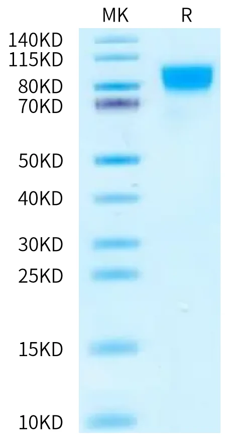 IFN-CB001 Bis-Tris-PAGE-white result