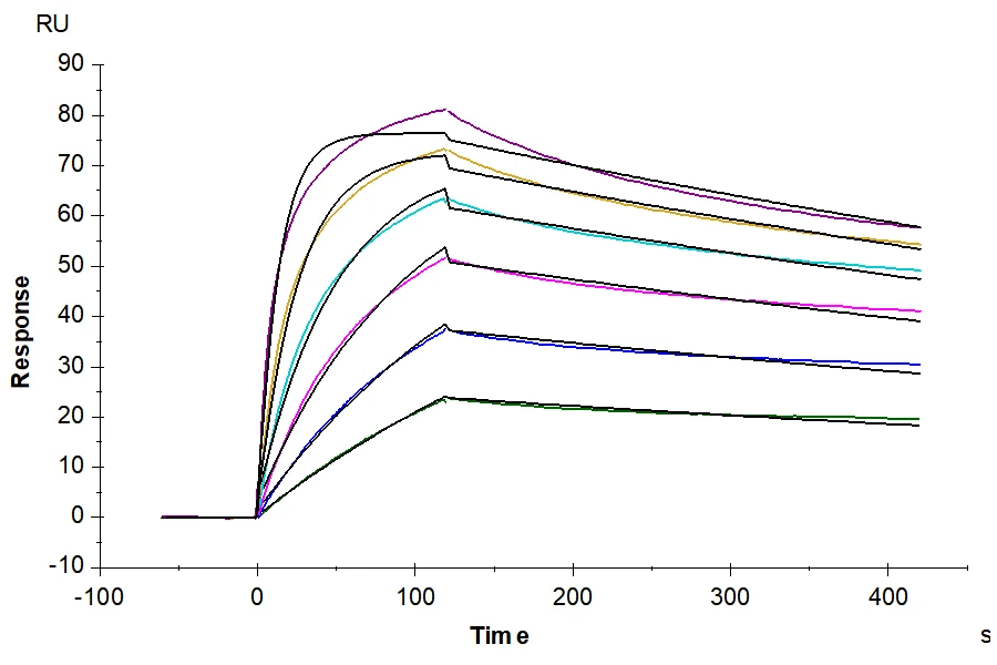 IFN-CB001 SPR result