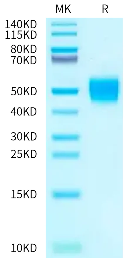 IFN-CB002 Bis-Tris-PAGE-white result