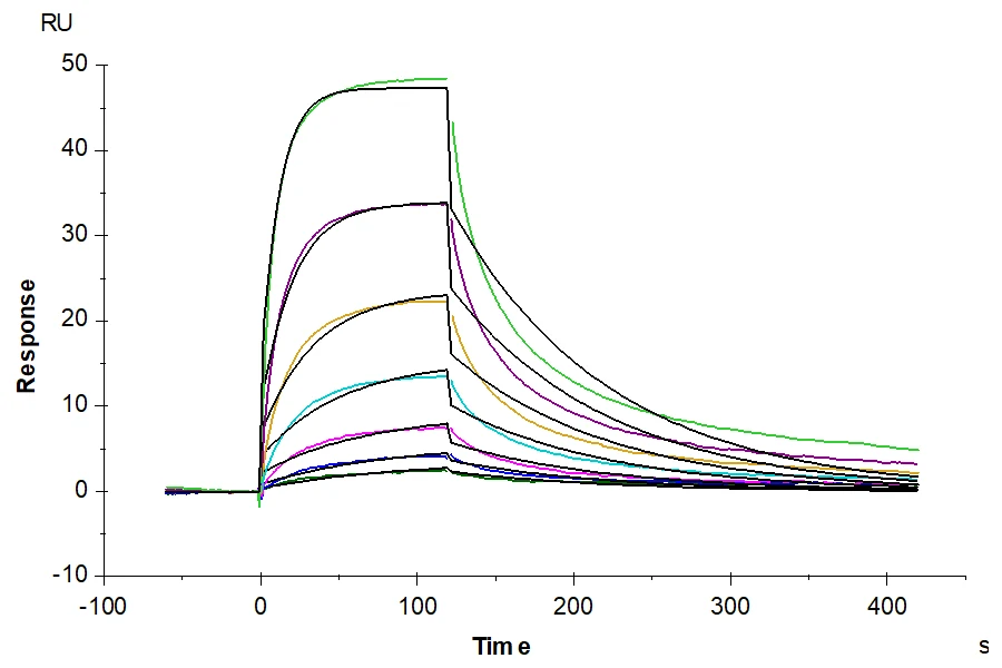 IFN-CB002 SPR result