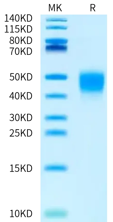 IFN-HB001 Bis-Tris-PAGE-white result