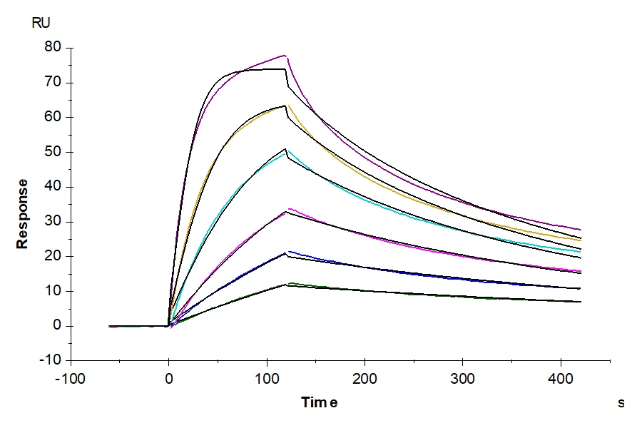 IFN-HB001 SPR result