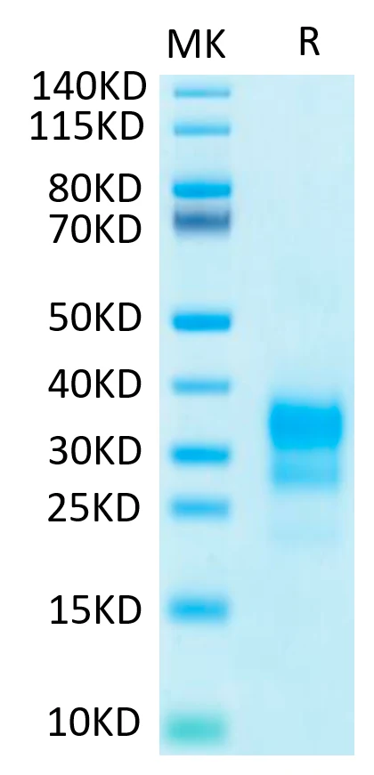 IFN-HB002 Bis-Tris-PAGE-white result