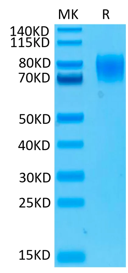 IFN-HB003 Bis-Tris-PAGE-white result