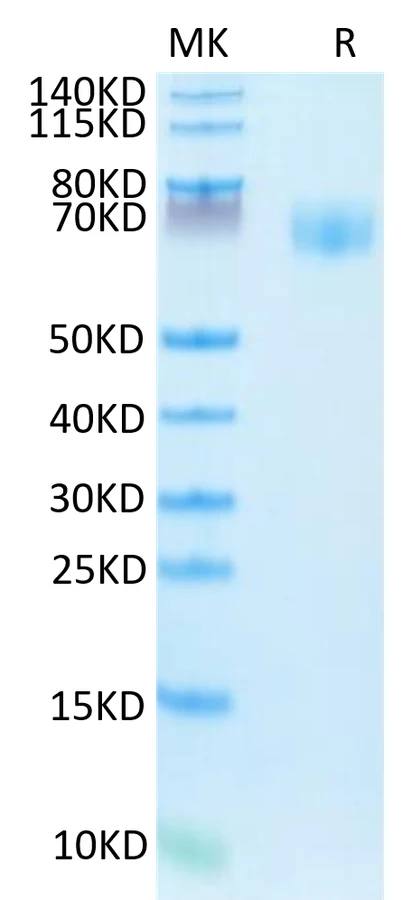 IFN-HF001 Bis-Tris-PAGE-white result