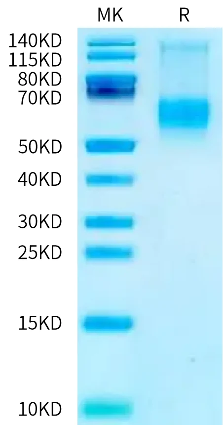 IFN-MB001 Bis-Tris-PAGE-white result