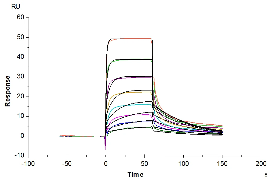 IFN-MB001 SPR result