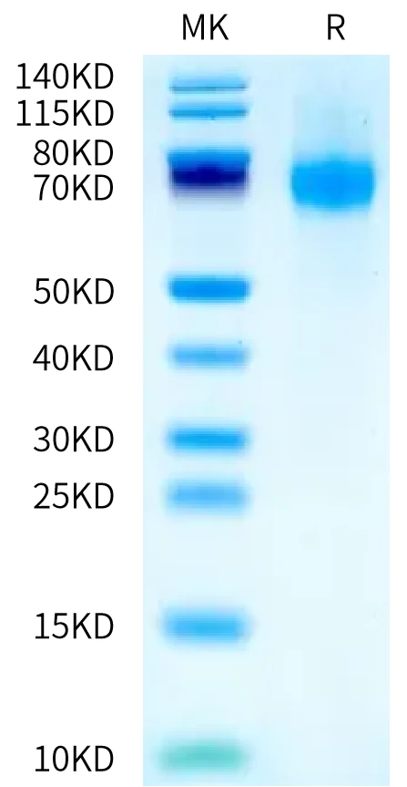 IFN-MB002 Bis-Tris-PAGE-white result