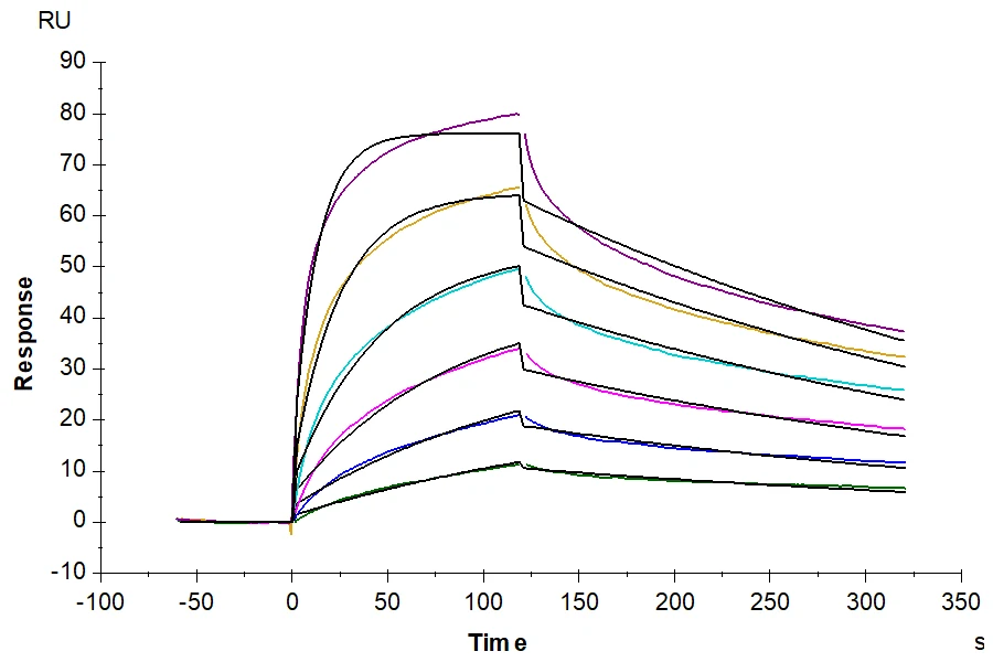 IFN-MB002 SPR result
