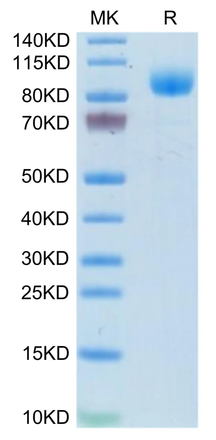 IFN-MF001 Bis-Tris-PAGE-white result