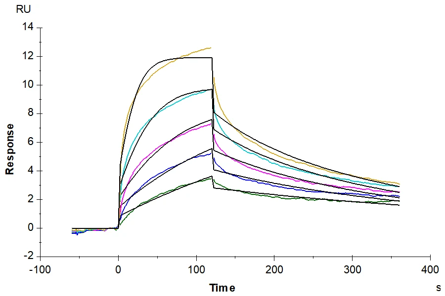 IFN-MF001 SPR result