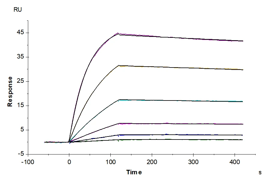 IGE-MB001 SPR result