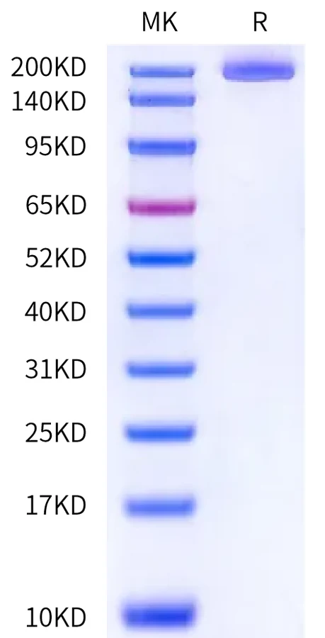IGF2R-HB001 Bis-Tris-PAGE-white result