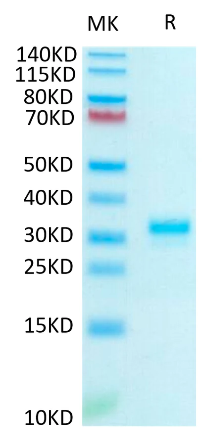 IGG1FC-HP002 Bis-Tris-PAGE-white result