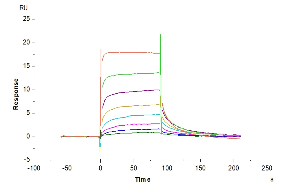 IGG1FC-HP002 SPR result