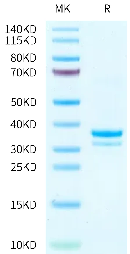 IGG1FC-MP001 Bis-Tris-PAGE-white result