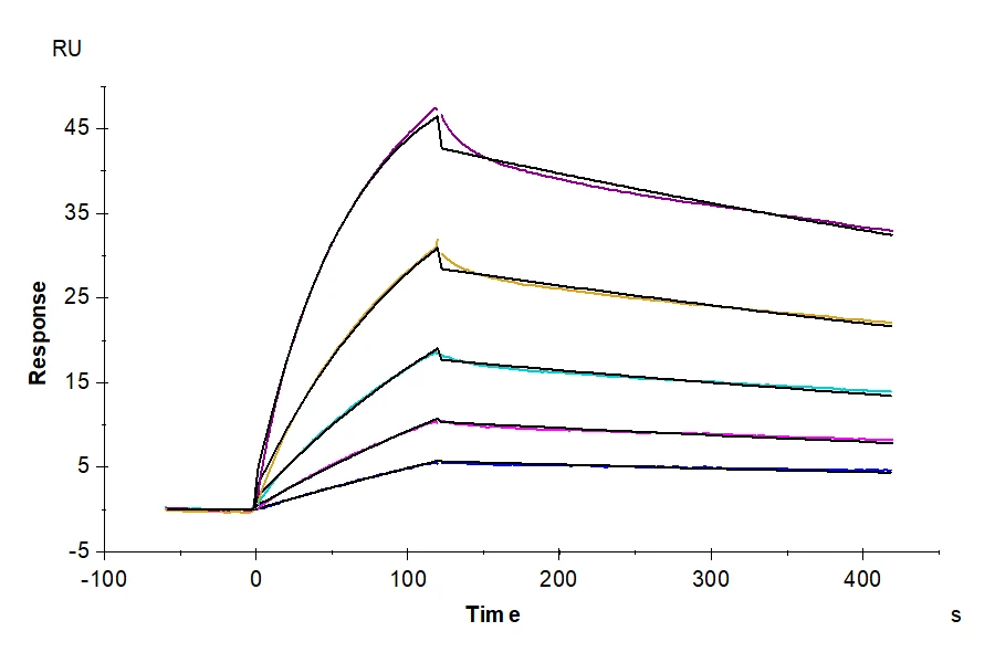 IGG1FC-MP001 SPR result