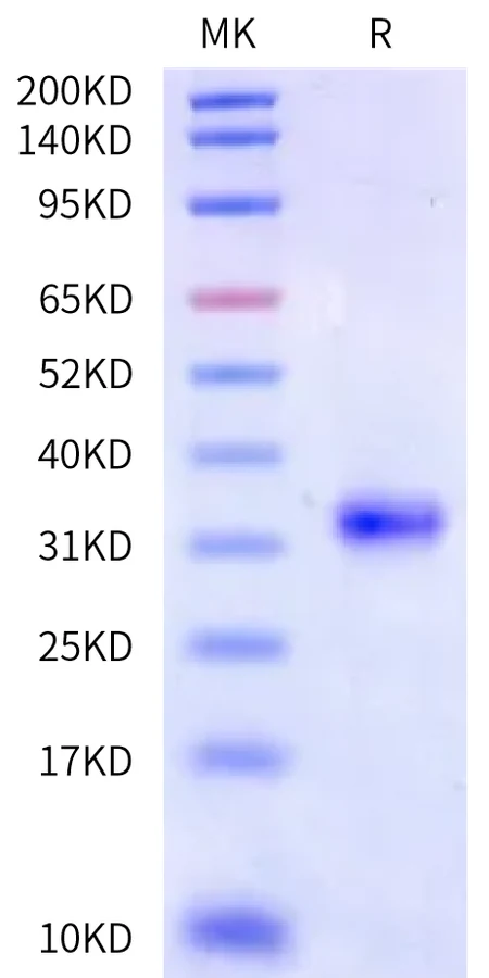 IGG4FC-HP001 Bis-Tris-PAGE-white result