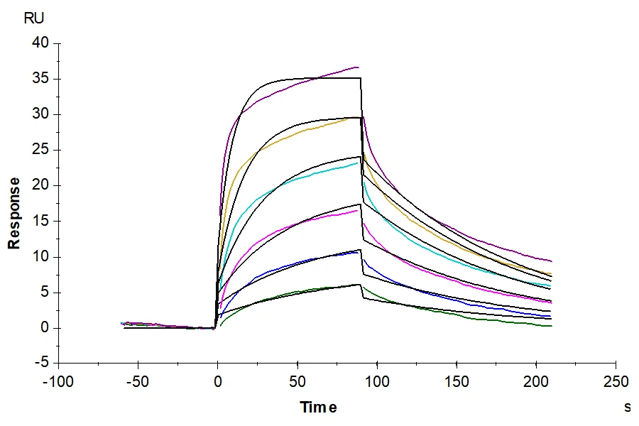 IGG4FC-HP001 SPR result