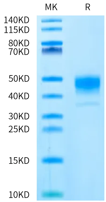 III-HB001 Bis-Tris-PAGE-white result