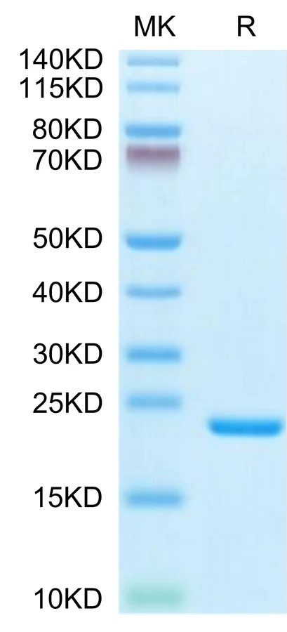 IL1-HB001 Bis-Tris-PAGE-white result