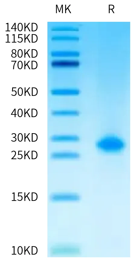 IL1-HB002 Bis-Tris-PAGE-white result