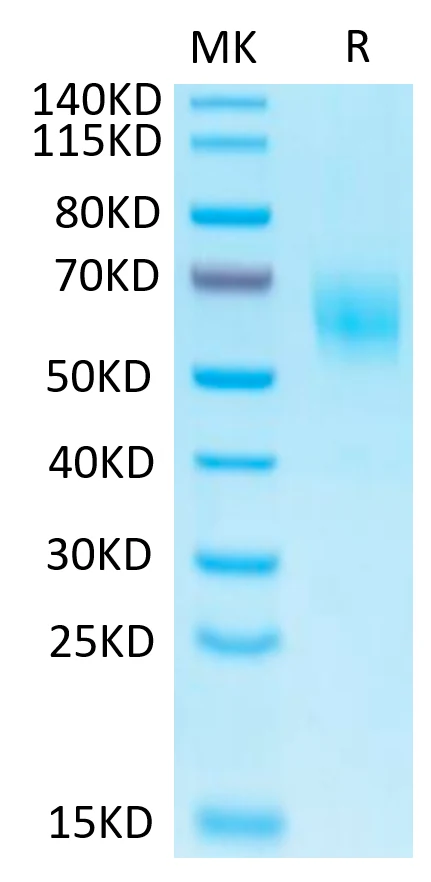 IL1-HB003 Bis-Tris-PAGE-white result