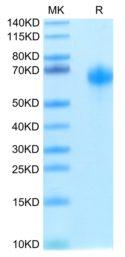 IL1-HB004 Bis-Tris-PAGE-white result