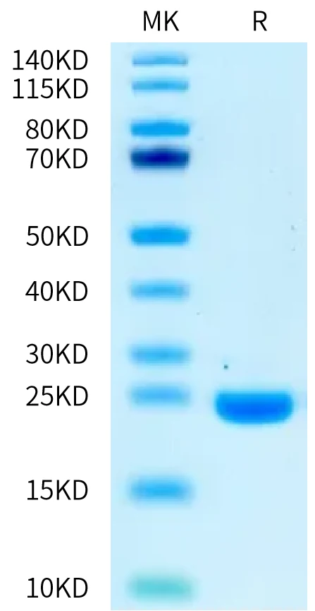 IL1-MB001 Bis-Tris-PAGE-white result