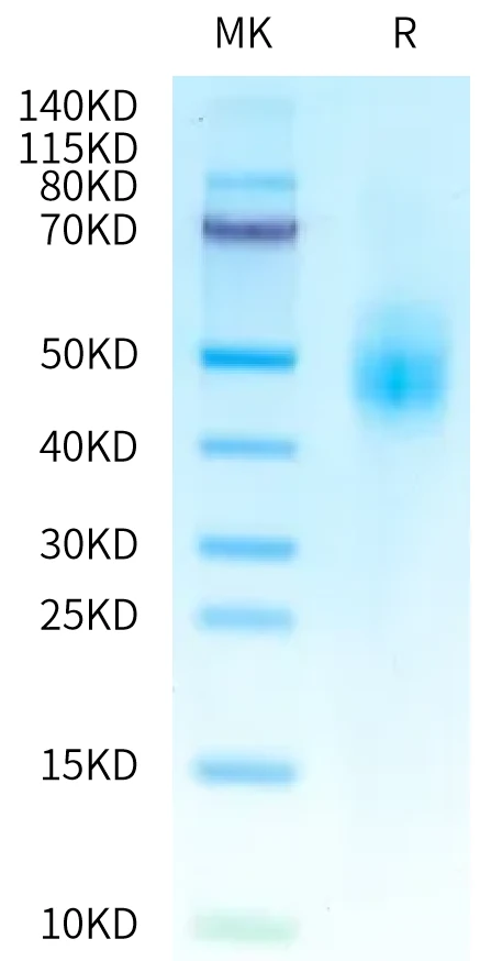 IL10-CB001 Bis-Tris-PAGE-white result