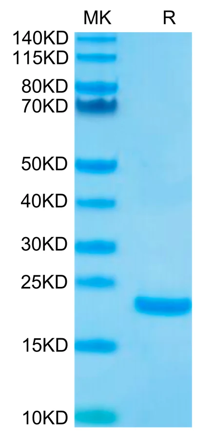 IL10-HB001 Bis-Tris-PAGE-white result