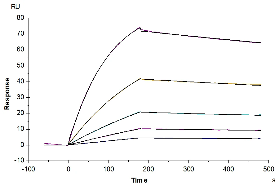 IL10-HB001 SPR result