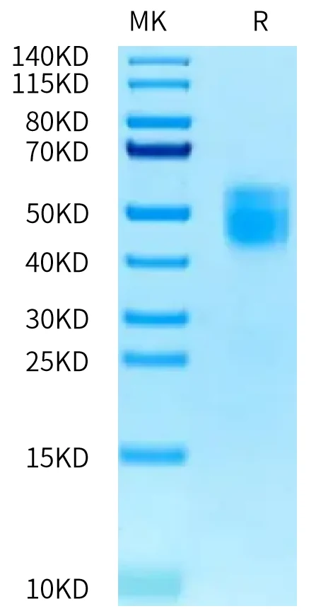 IL10-HB002 Bis-Tris-PAGE-white result