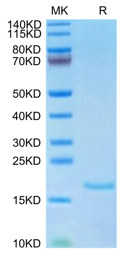 IL10-HP001 Bis-Tris-PAGE-white result